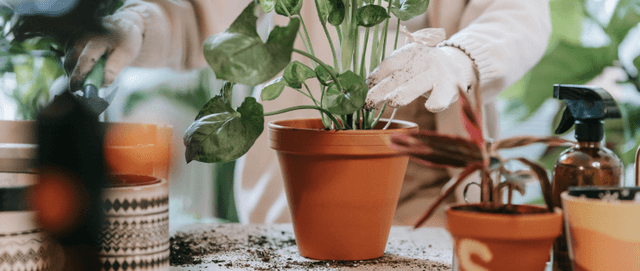Cultivo y cuidado de plantas