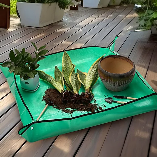 Cuidado plantas